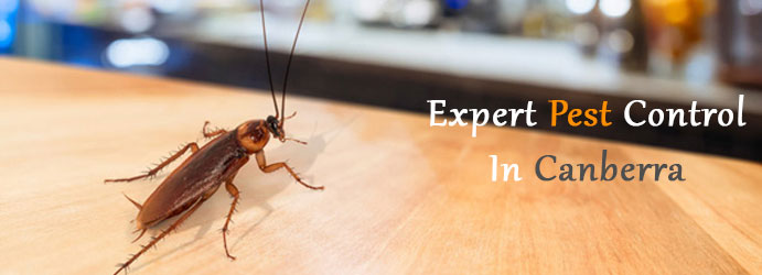 Expert Pest Control In Canberra