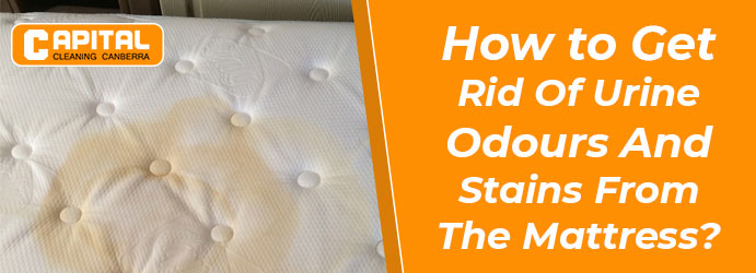 Remove Urine Stain Removal From Mattress