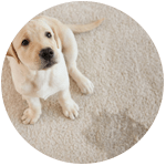Carpet Pet Stains Removal